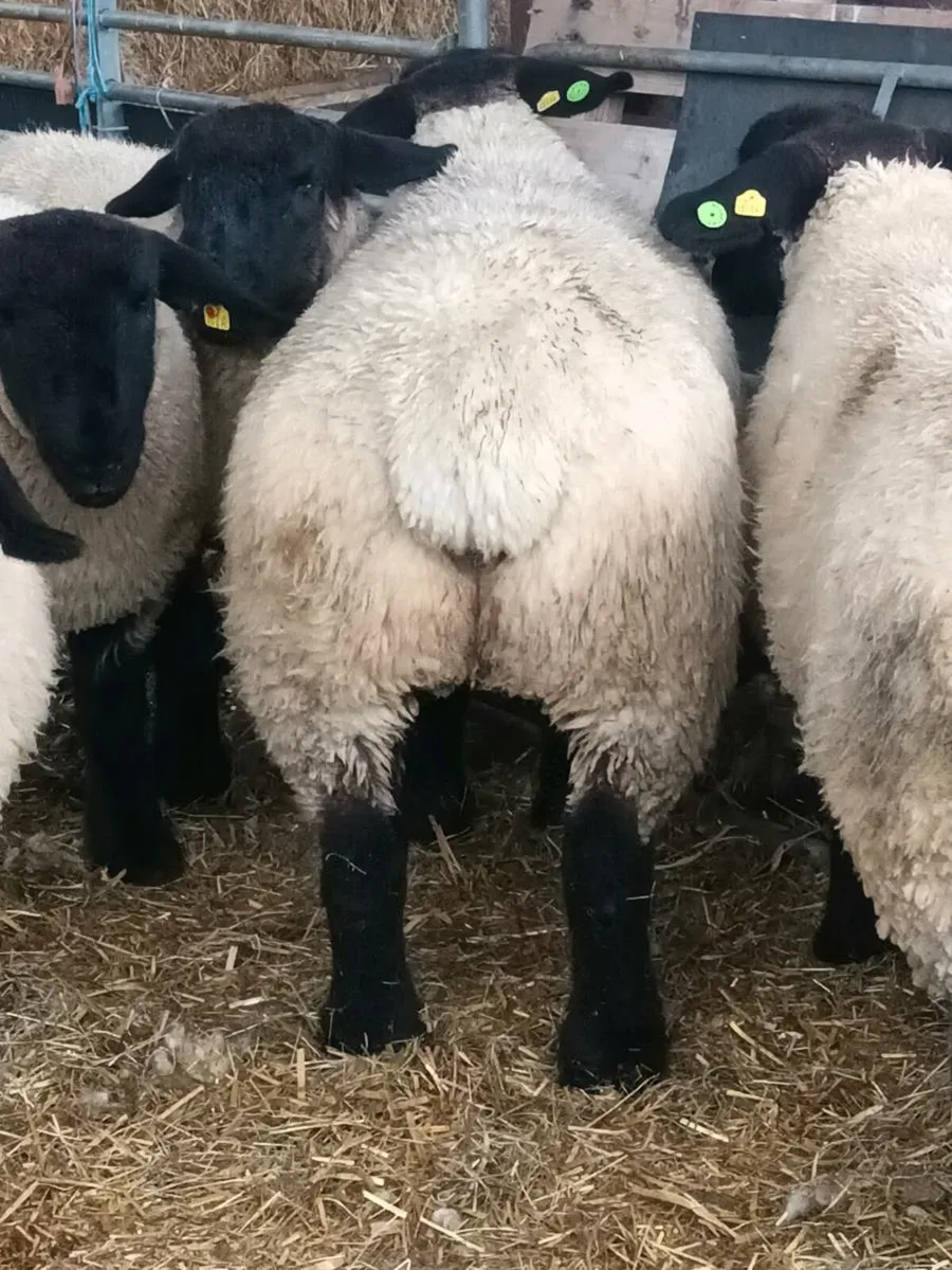 PBR SUFFOLK EWE LAMBS - NOT MUCH TIME LEFT - Image 4