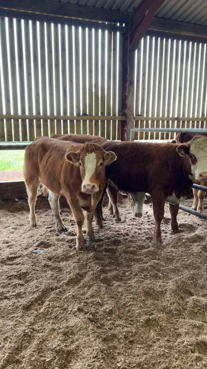 Maiden heifers - Image 2