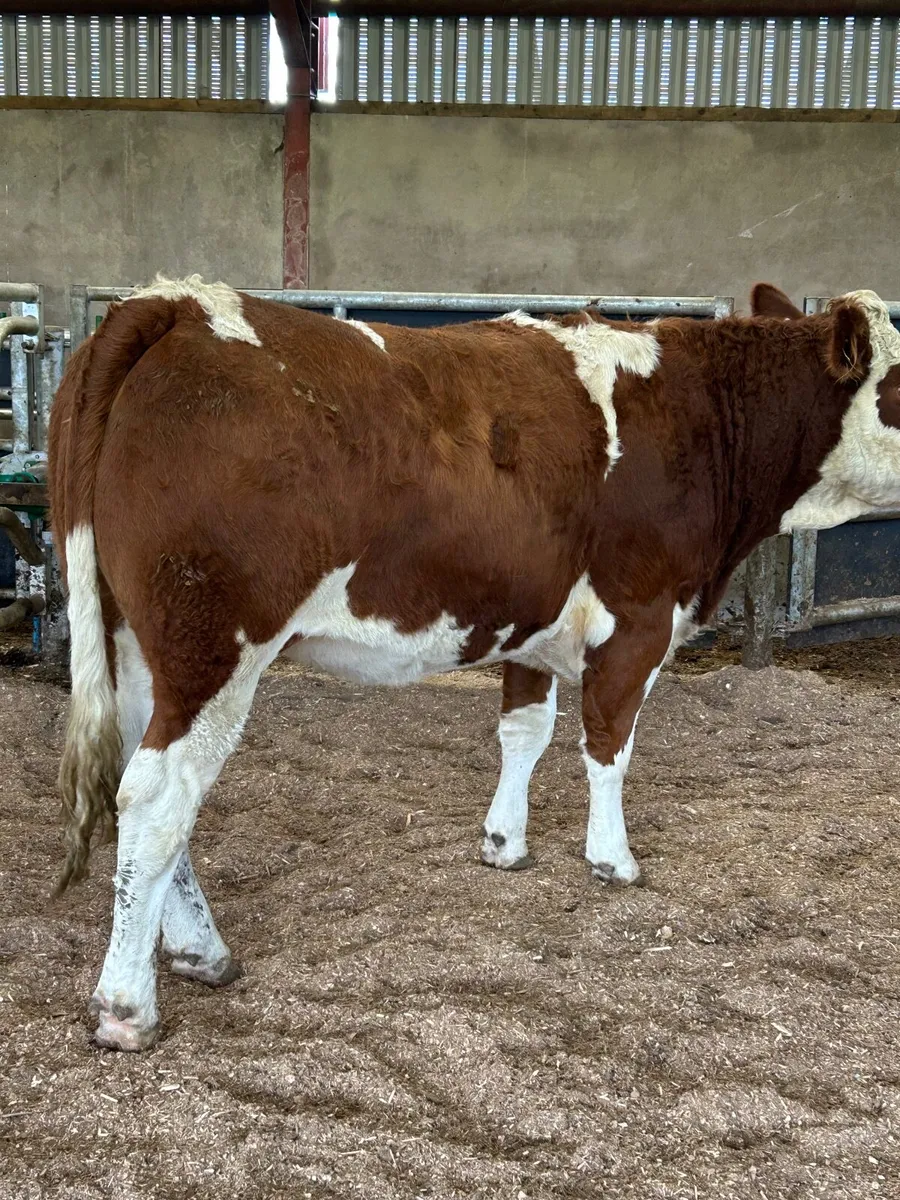 Maiden heifers - Image 3