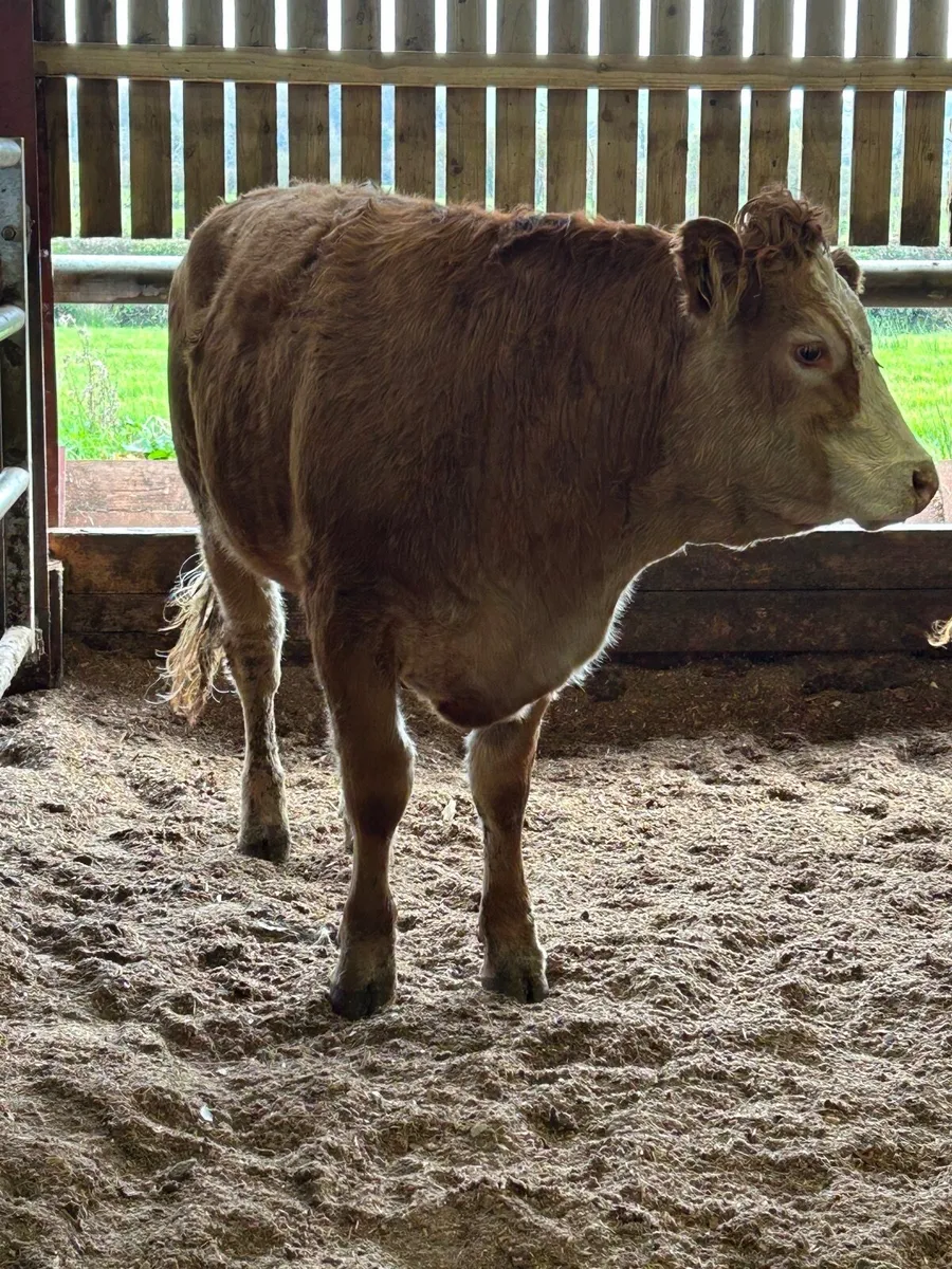 Maiden heifers - Image 4