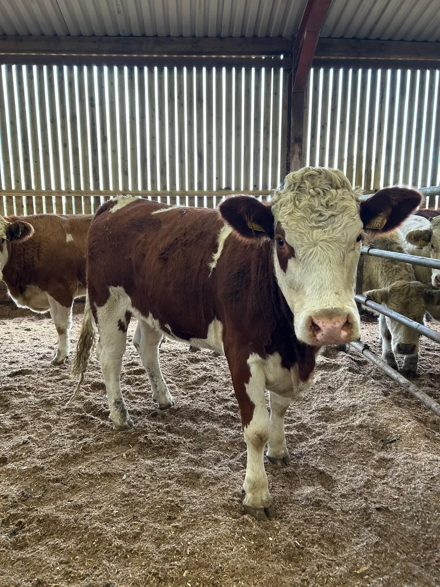 Maiden heifers - Image 1