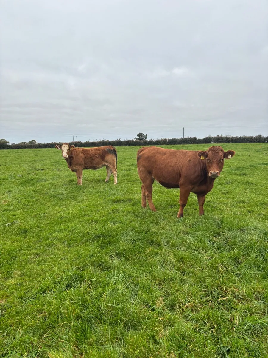 5 Star Heifers 18/19 Months - Image 1