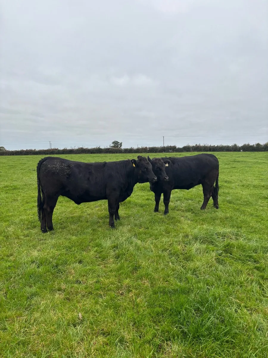 5 Star Heifers 18/19 Months - Image 2