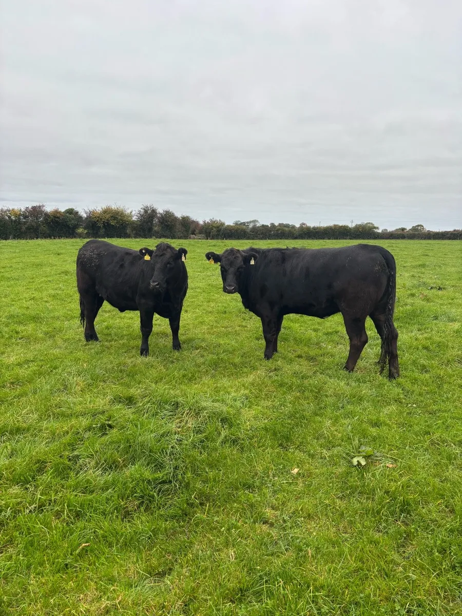 5 Star Heifers 18/19 Months - Image 3