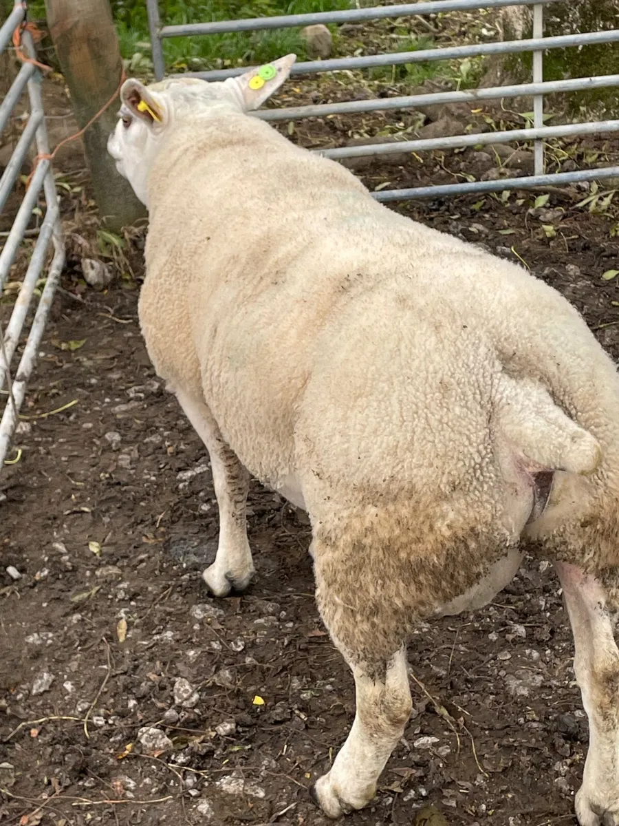 Purebred texel hogget ram (SIS) - Image 2