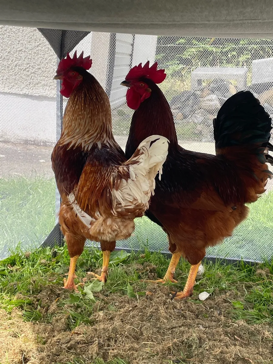 Rooster - Image 2