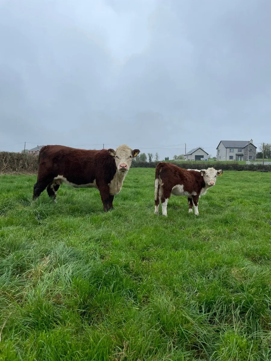 Cow and calf - Image 1