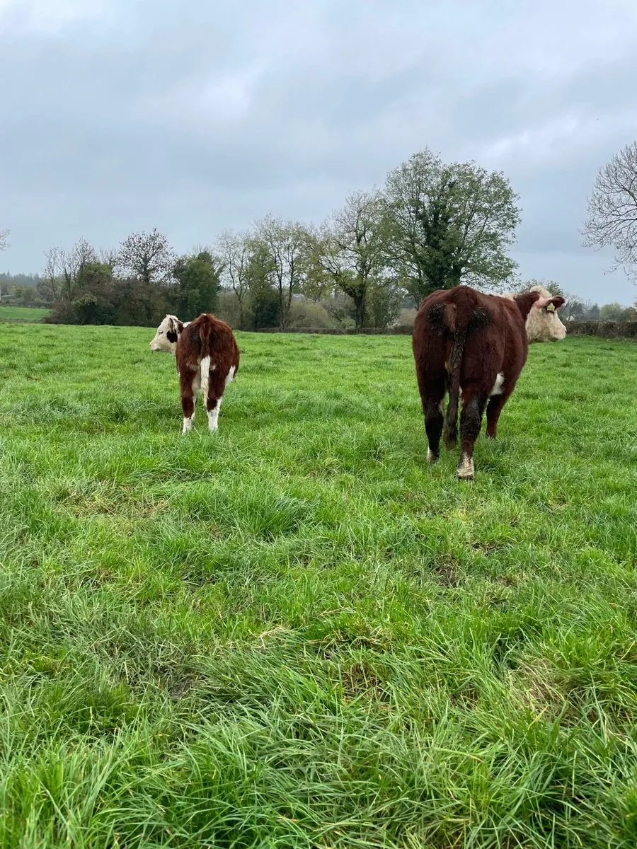 Cow and calf - Image 2