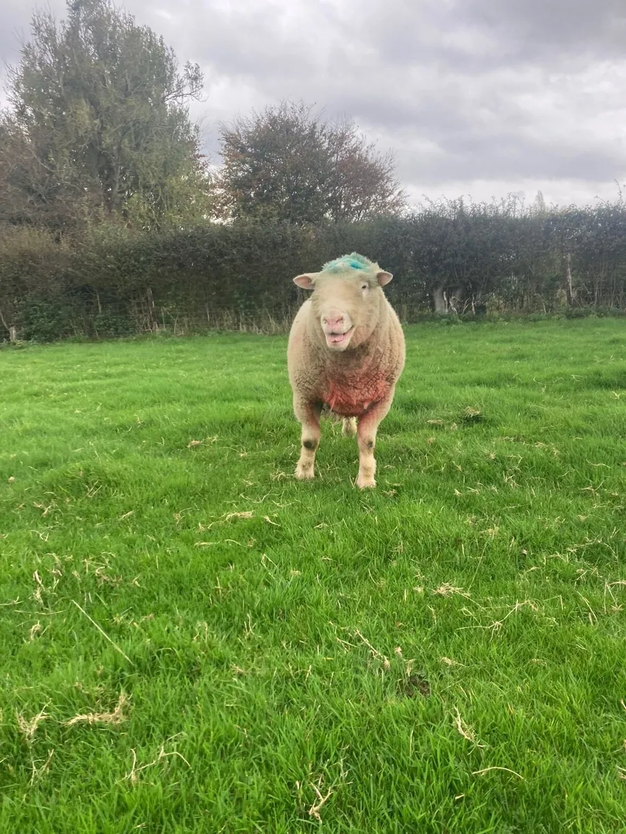 Dorset ram - Image 1