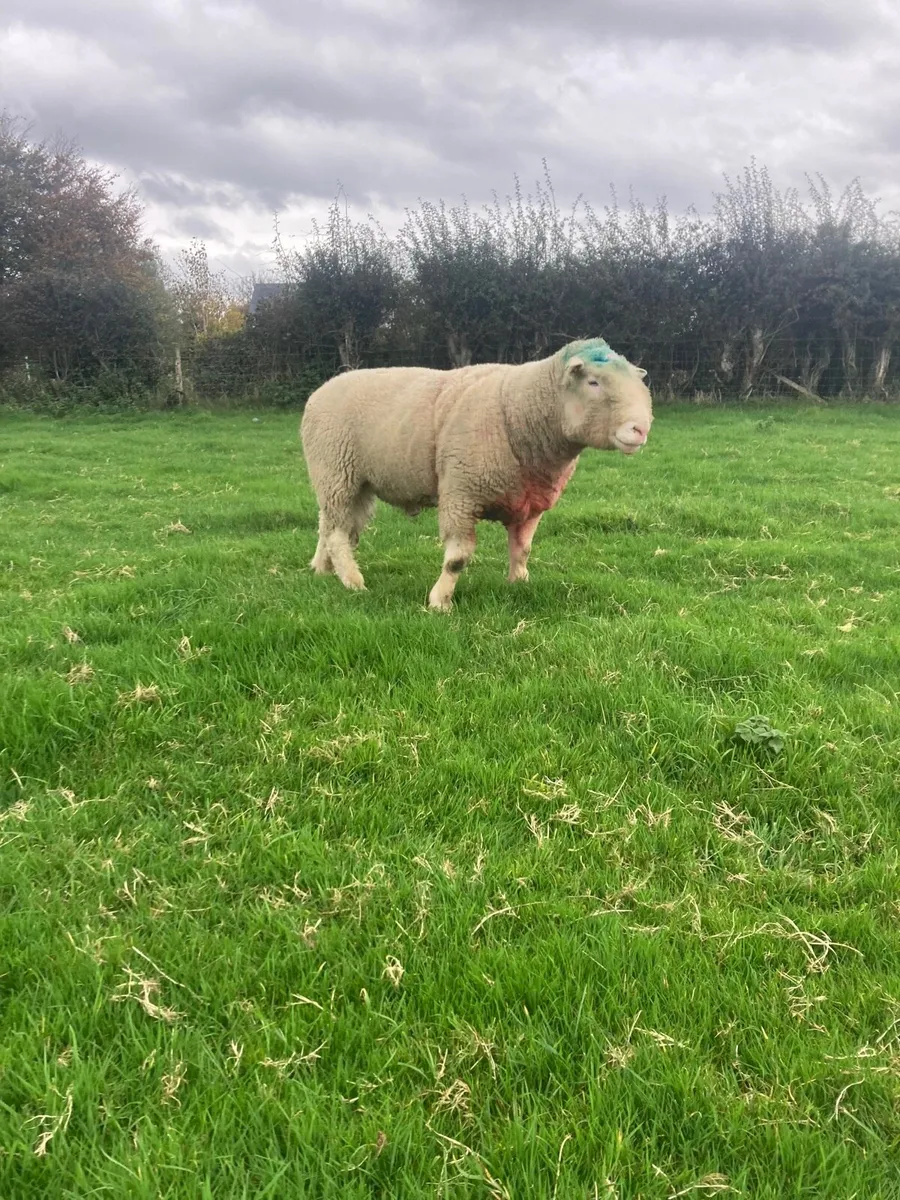 Dorset ram - Image 2