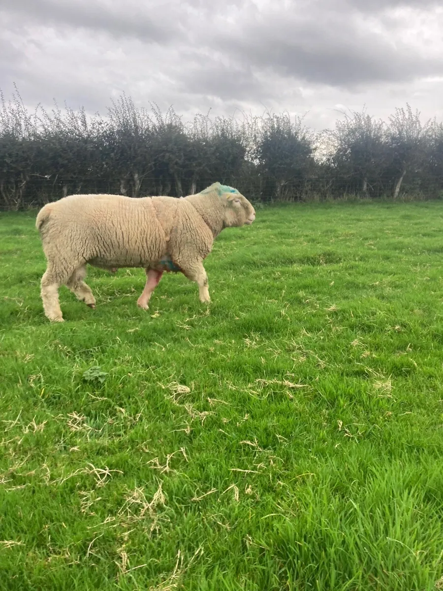 Dorset ram - Image 3