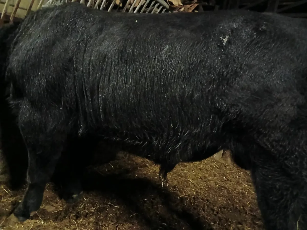 Livestock - Image 1