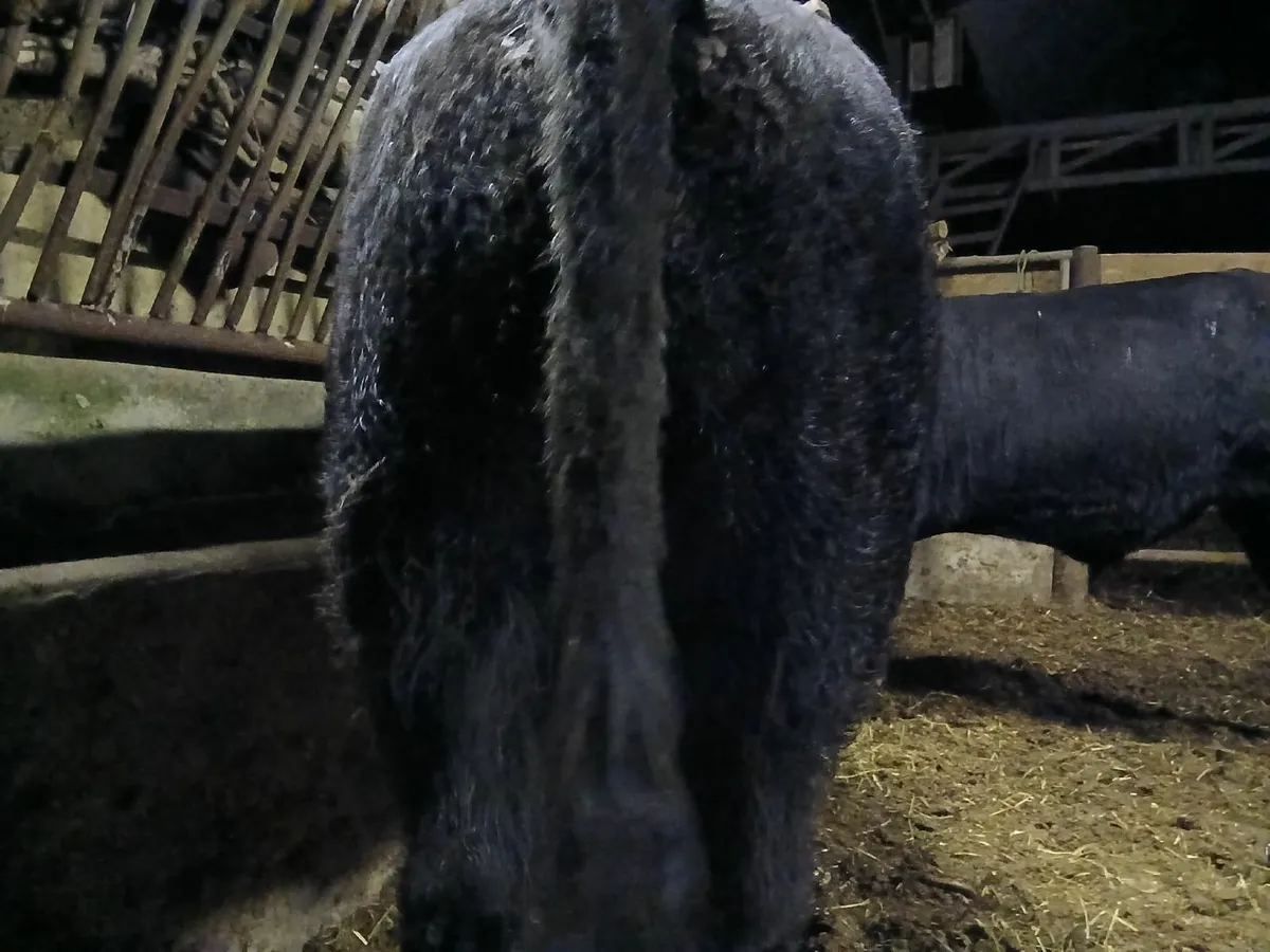 Livestock - Image 2