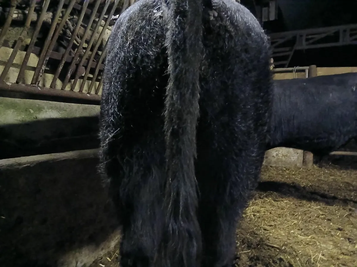 Livestock - Image 3
