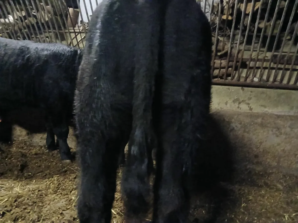 Livestock - Image 4