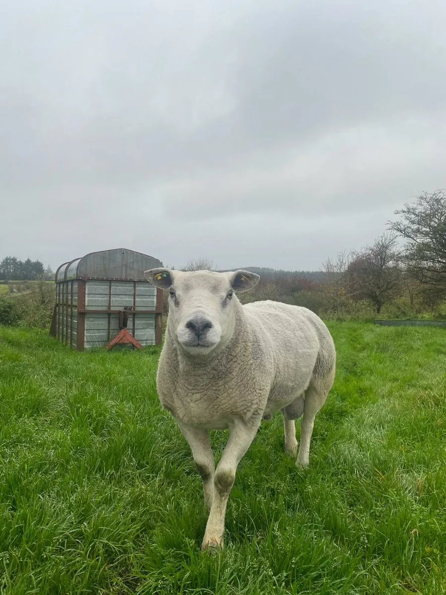 Super pedigree texel ram - Image 1