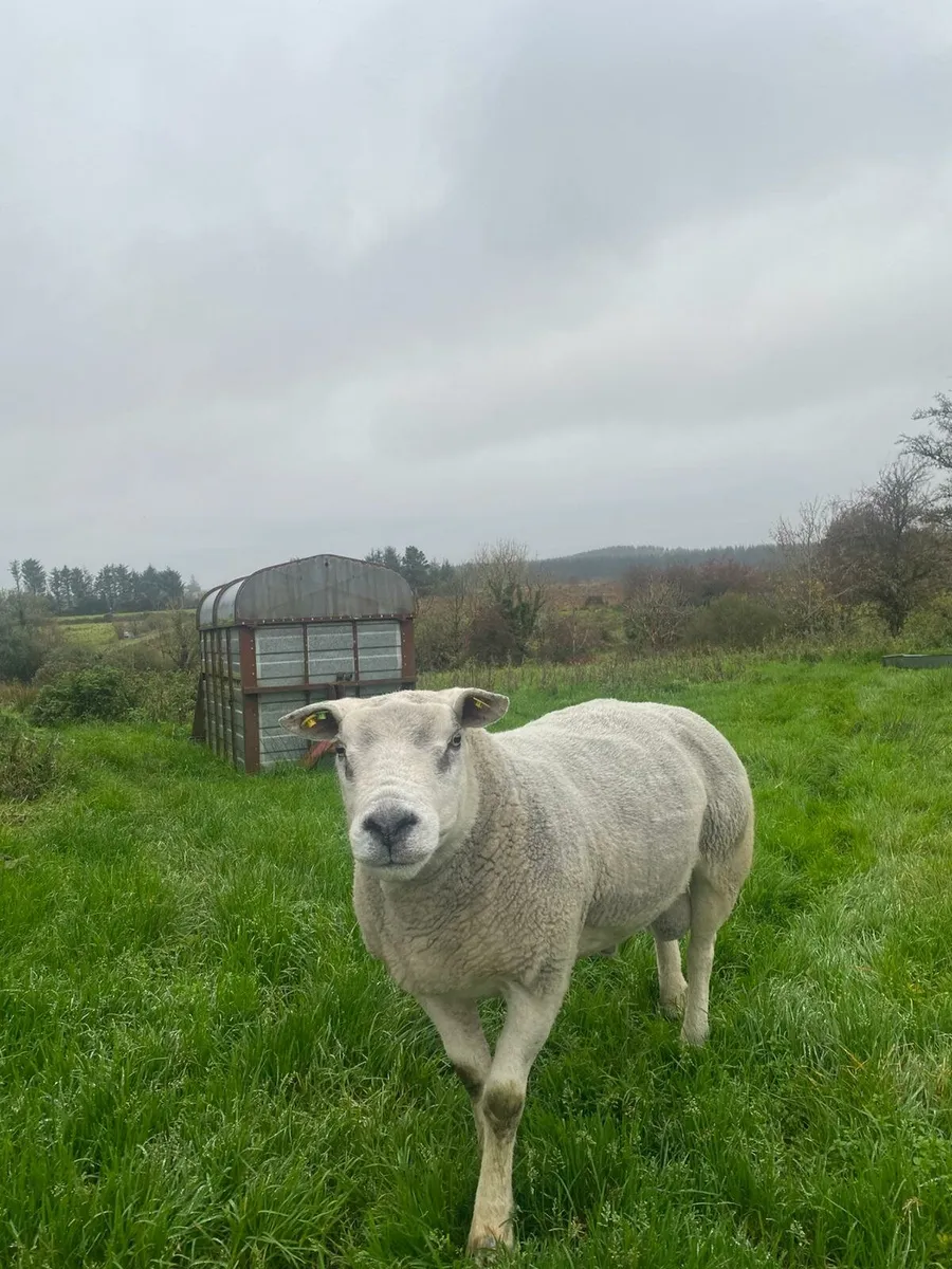 Super pedigree texel ram - Image 2