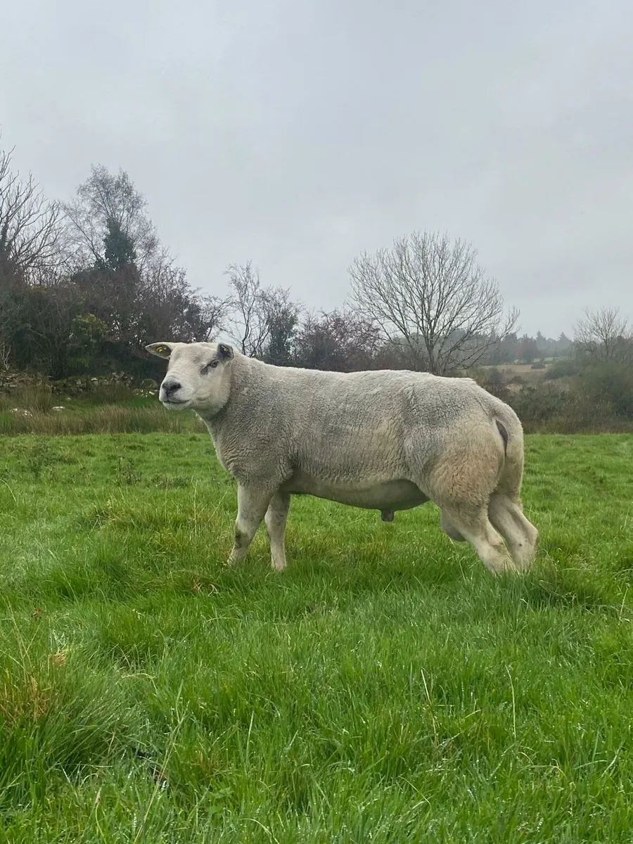 Super pedigree texel ram - Image 3