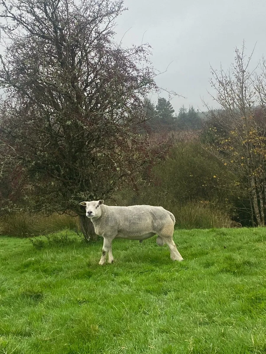 Super pedigree texel ram - Image 4