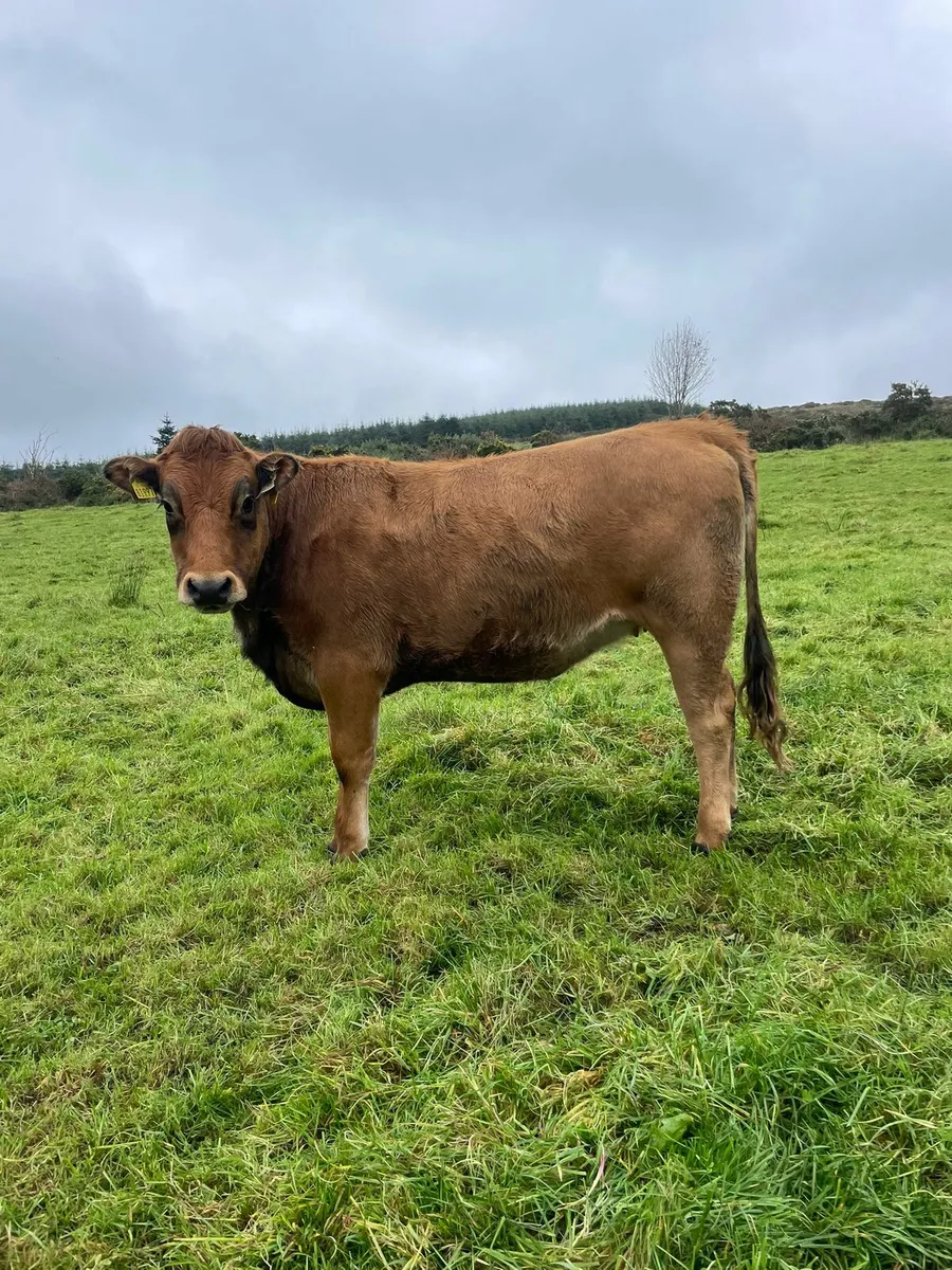 Organic incalf heifer - Image 1