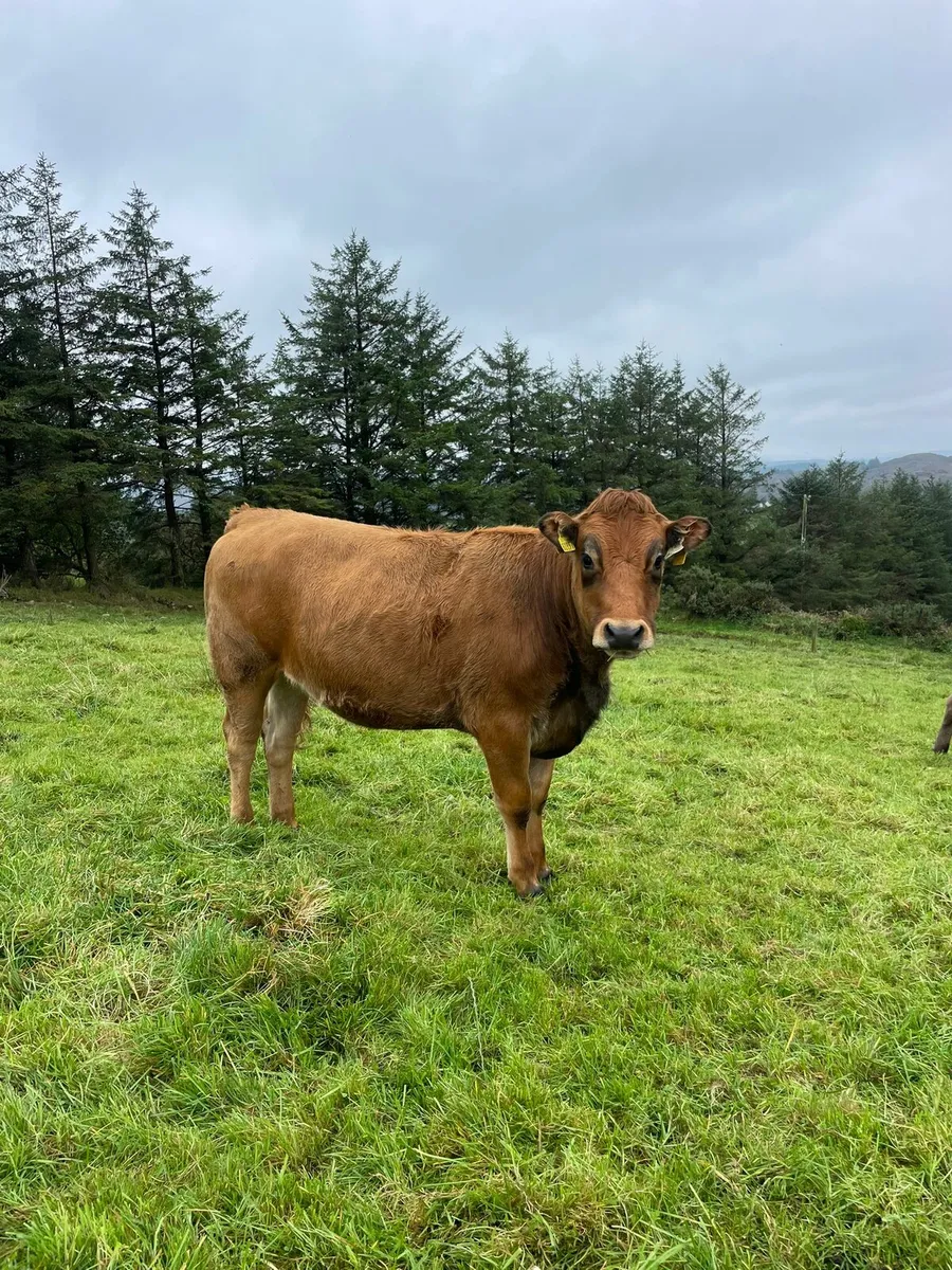Organic incalf heifer - Image 2