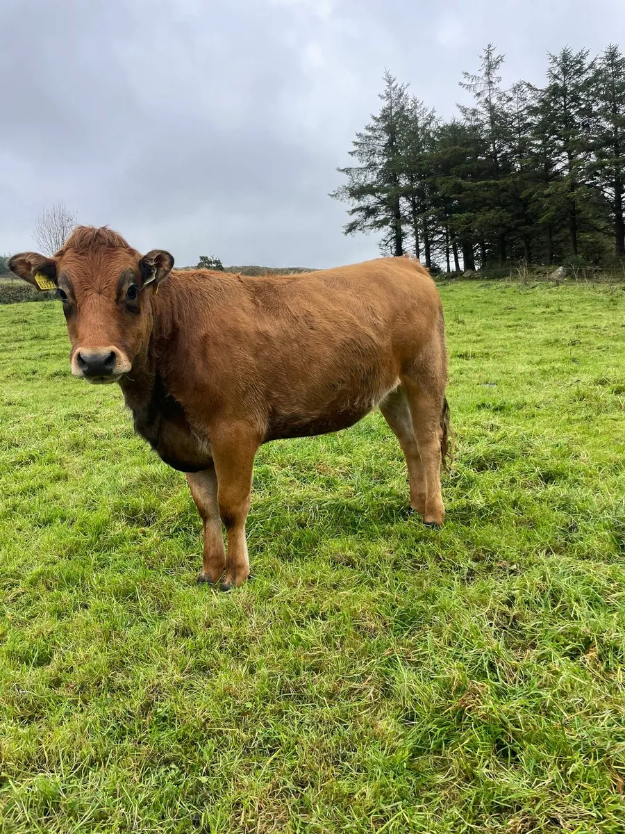Organic incalf heifer - Image 3