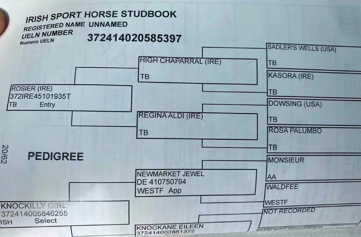 ISH 16.2hh Gelding For Sale - Image 1