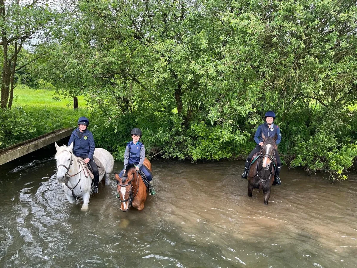 ISH 16.2hh Gelding For Sale - Image 3