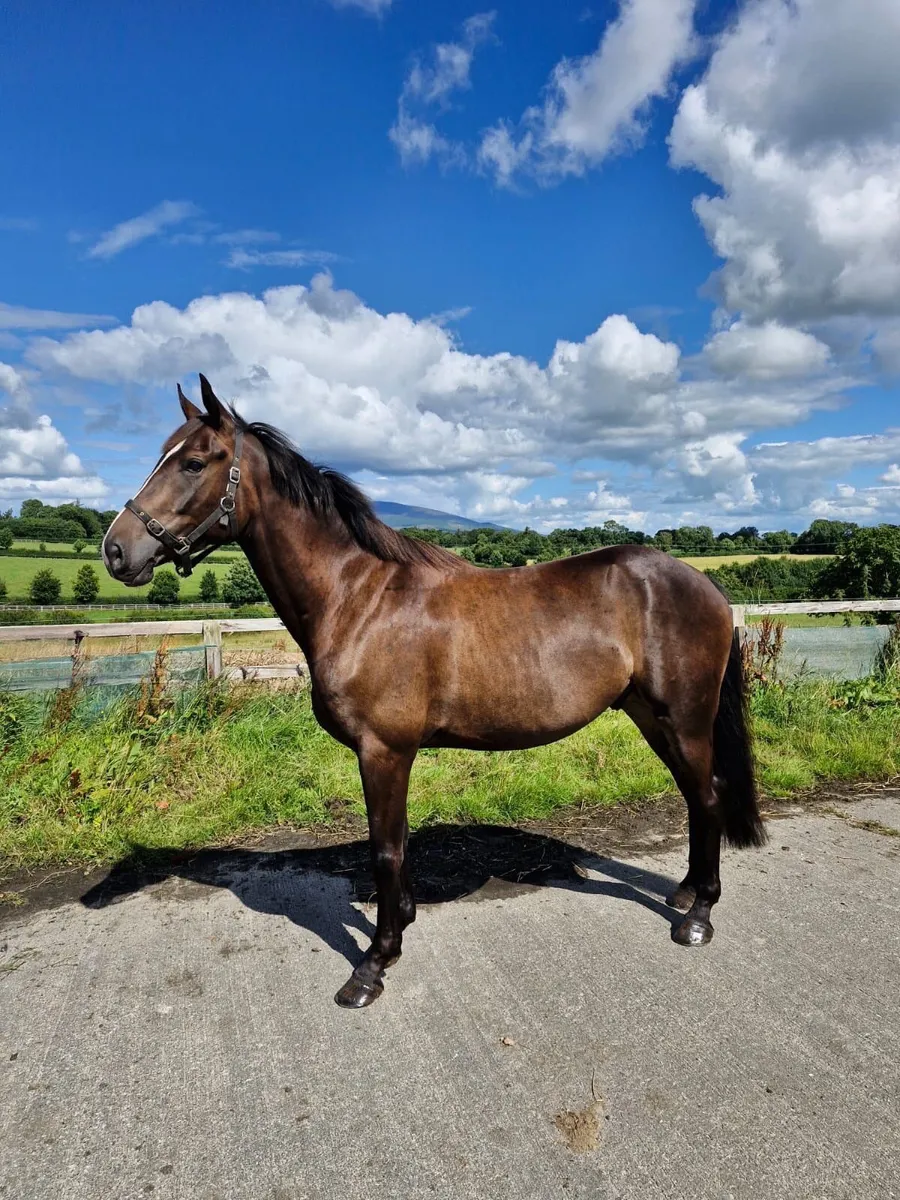 ISH 16.2hh Gelding For Sale - Image 4