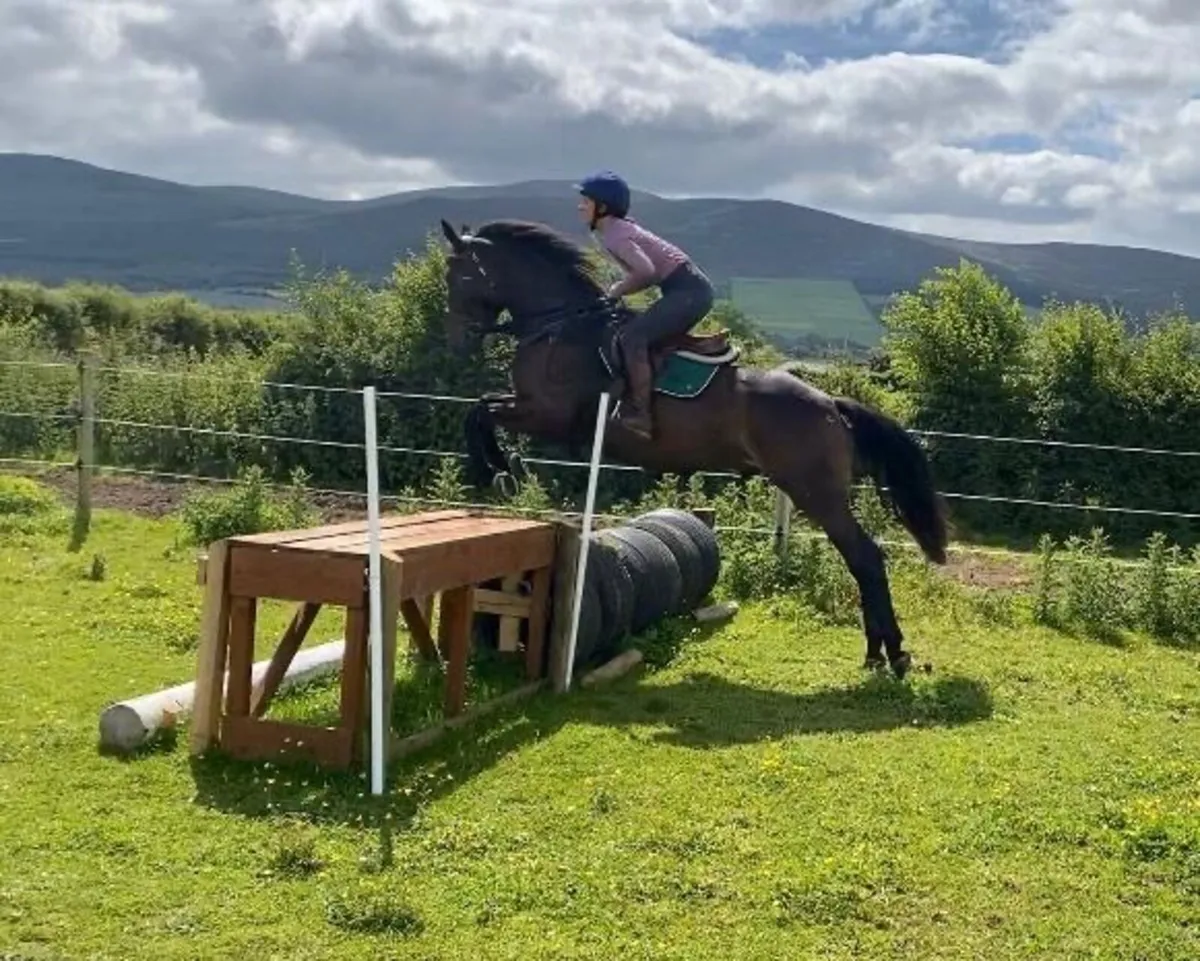 ISH 16.2hh Gelding For Sale - Image 1