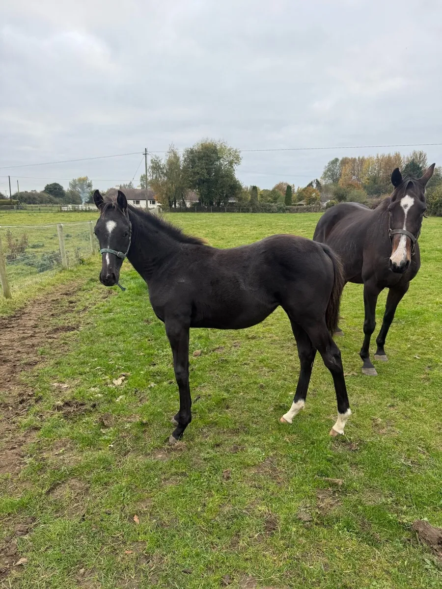 Mare and Triple threat foal - Image 1