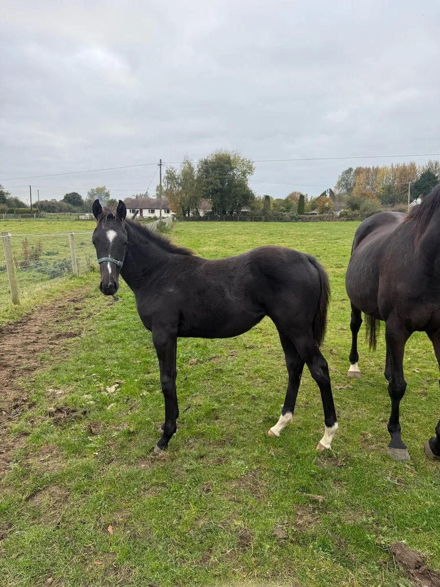 Mare and Triple threat foal - Image 2