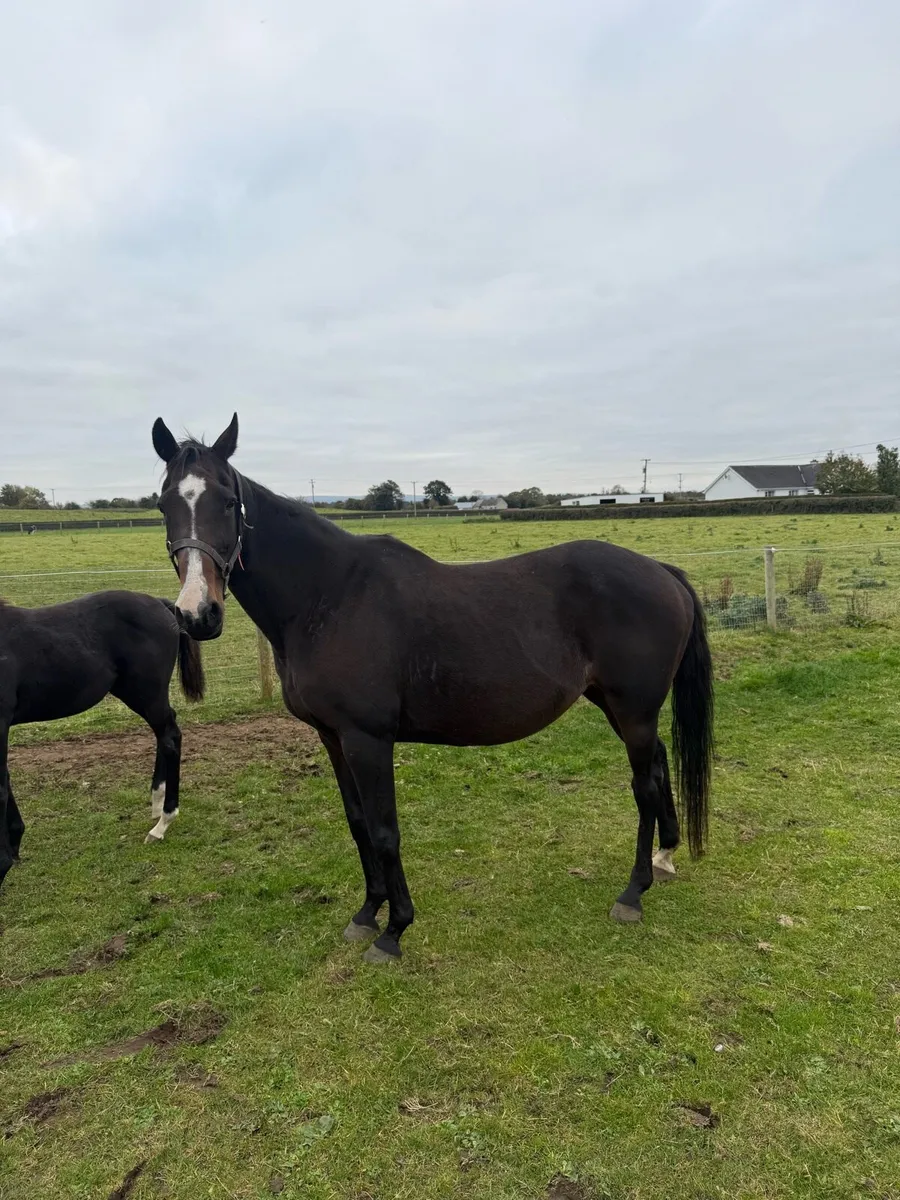Mare and Triple threat foal - Image 3
