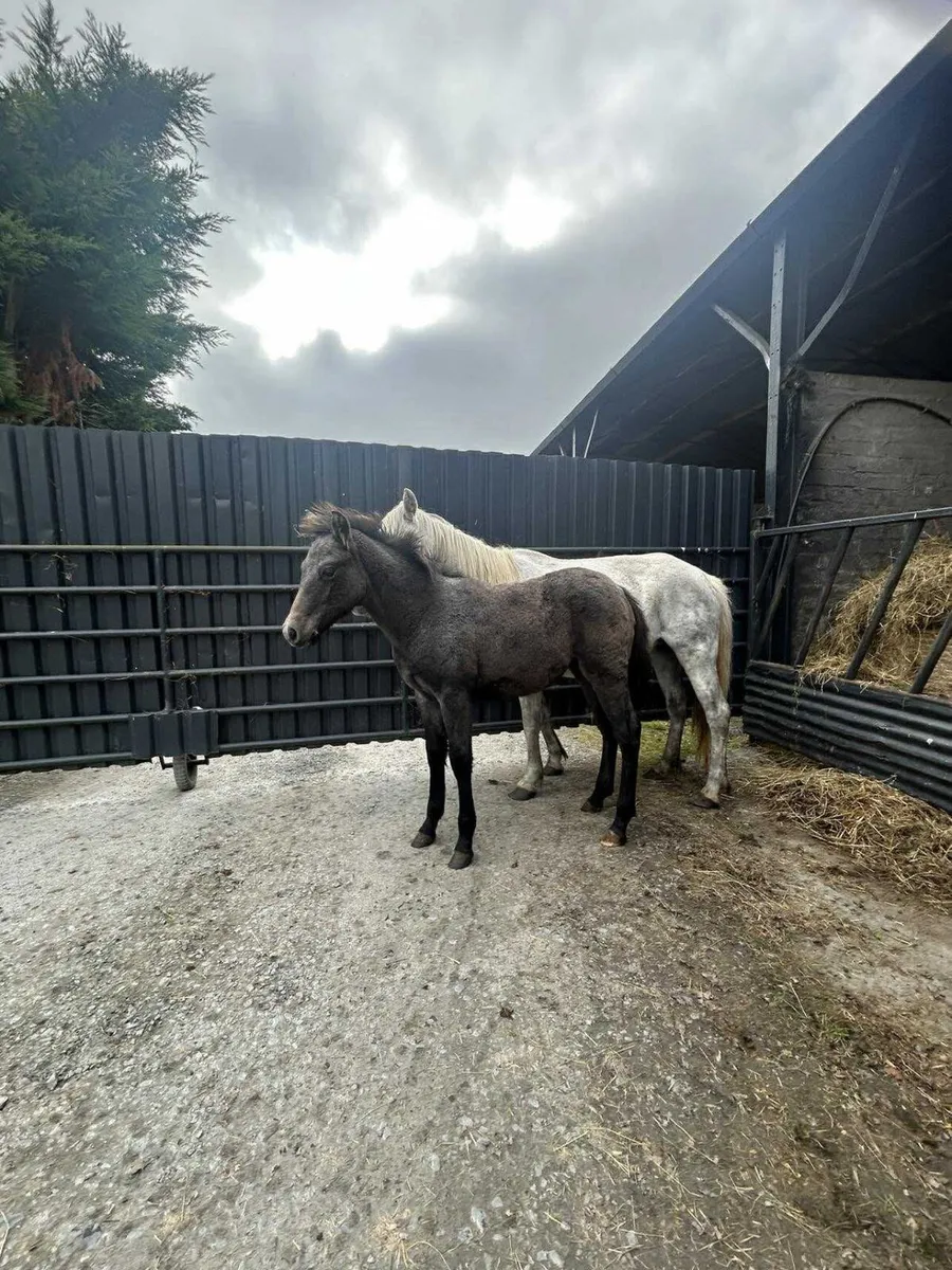 Connemarra mare with foal at foot and in foal agai - Image 3