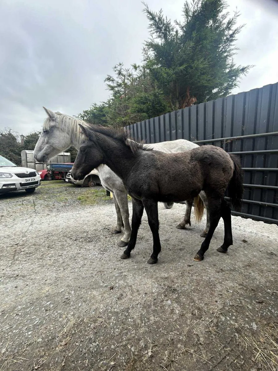 Connemarra mare with foal at foot and in foal agai - Image 4