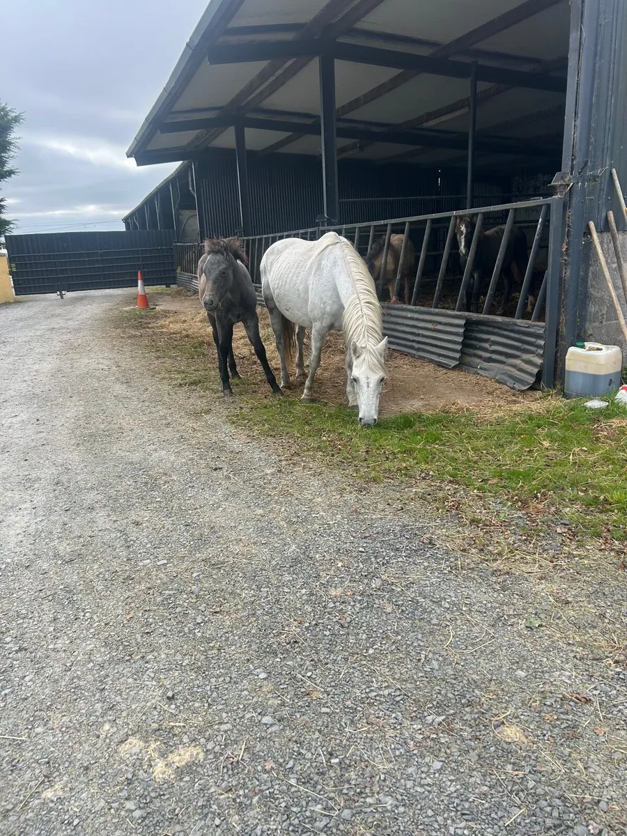 Connemarra mare with foal at foot and in foal agai - Image 2
