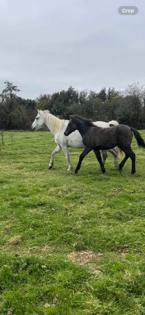 Connemarra mare with foal at foot and in foal agai - Image 1