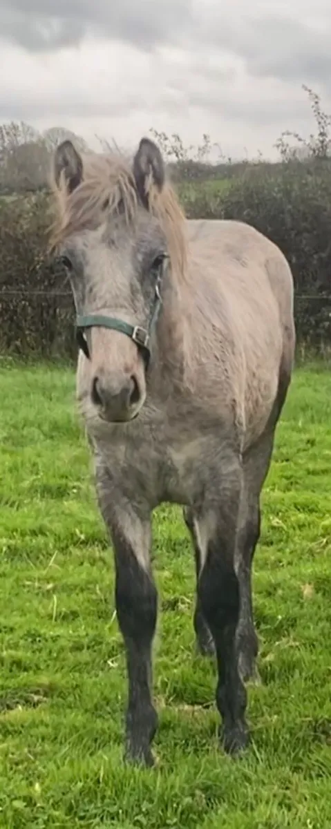 Reg Connemara colt foal - Image 2