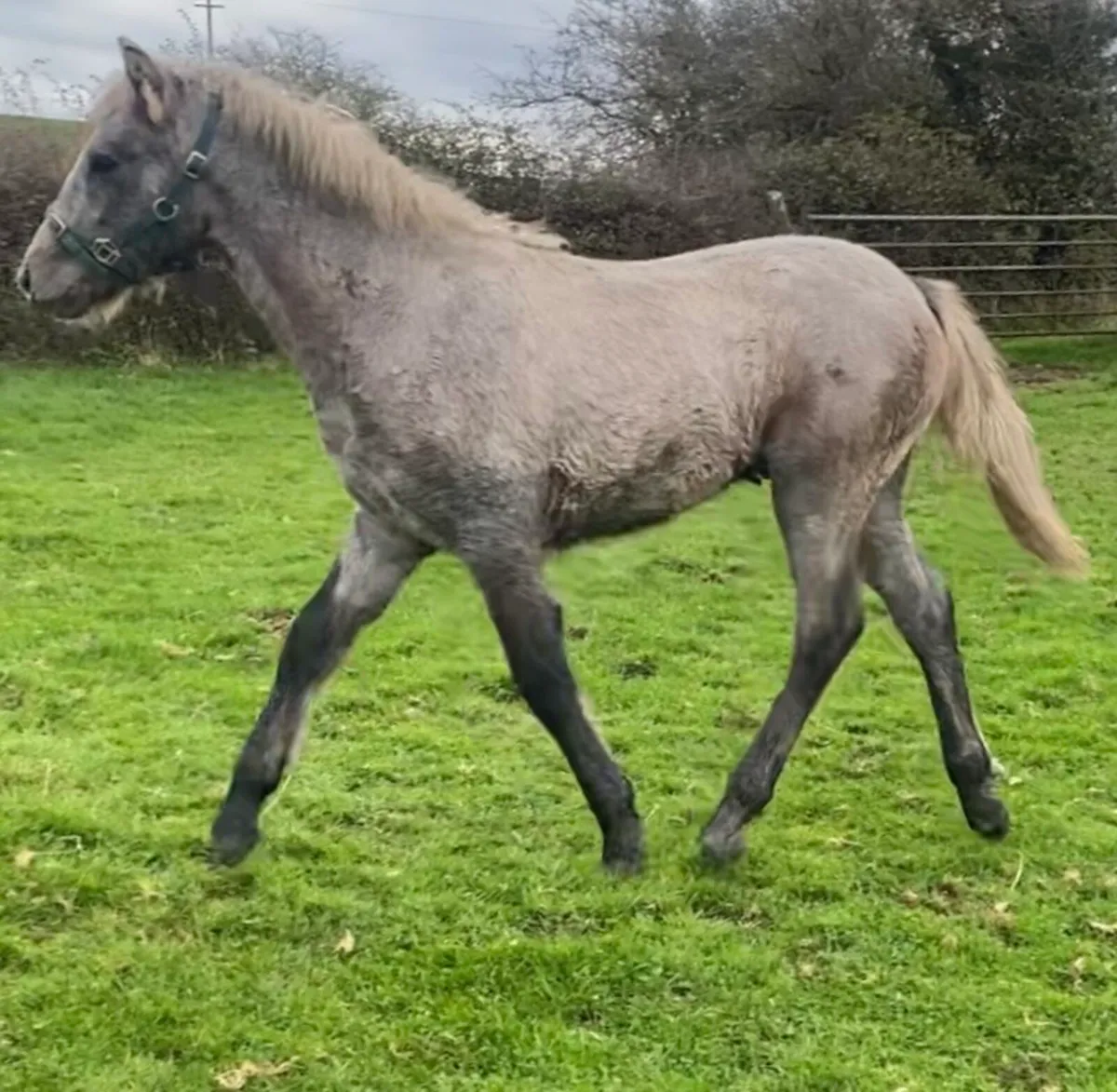Reg Connemara colt foal - Image 1