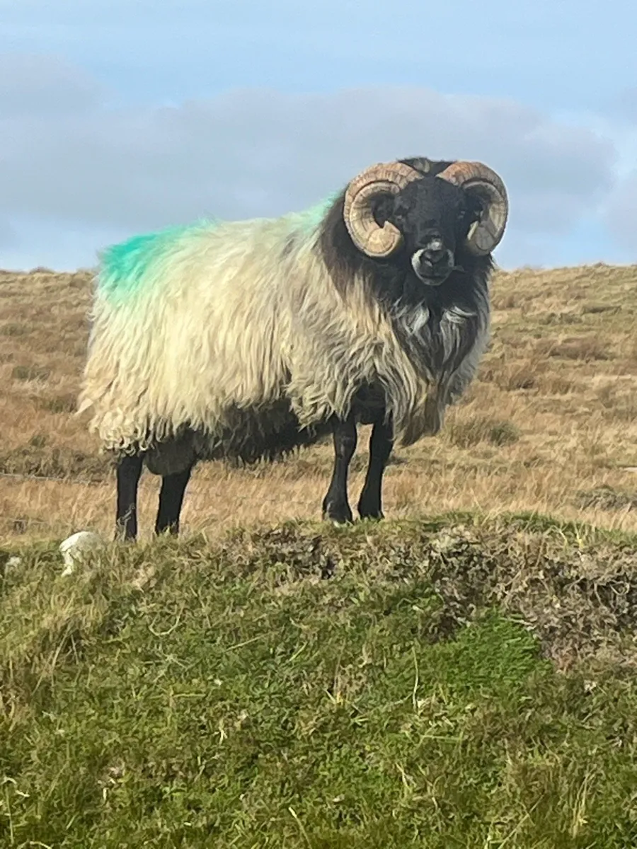 Mayo Blackhead Ram - Image 1