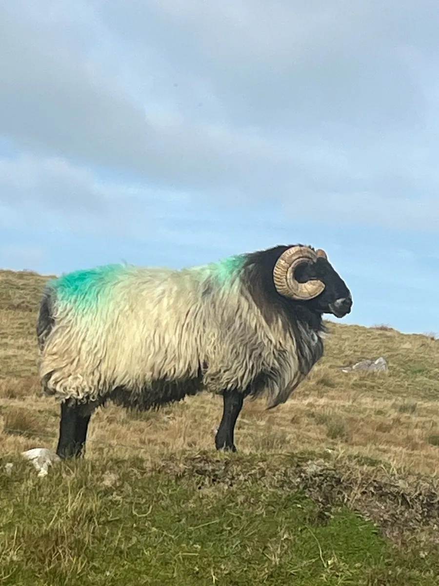 Mayo Blackhead Ram - Image 2