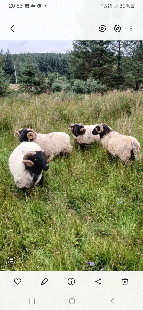 Hogget Ram's - Image 1