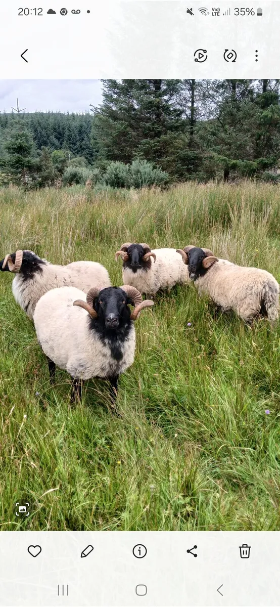 Hogget Ram's - Image 2