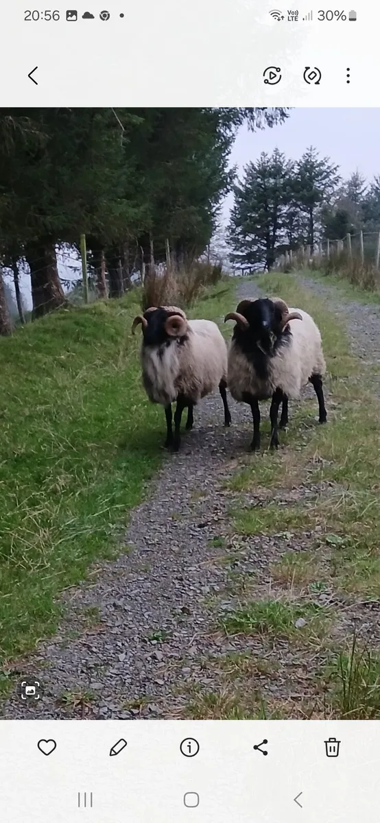 Hogget Ram's - Image 3