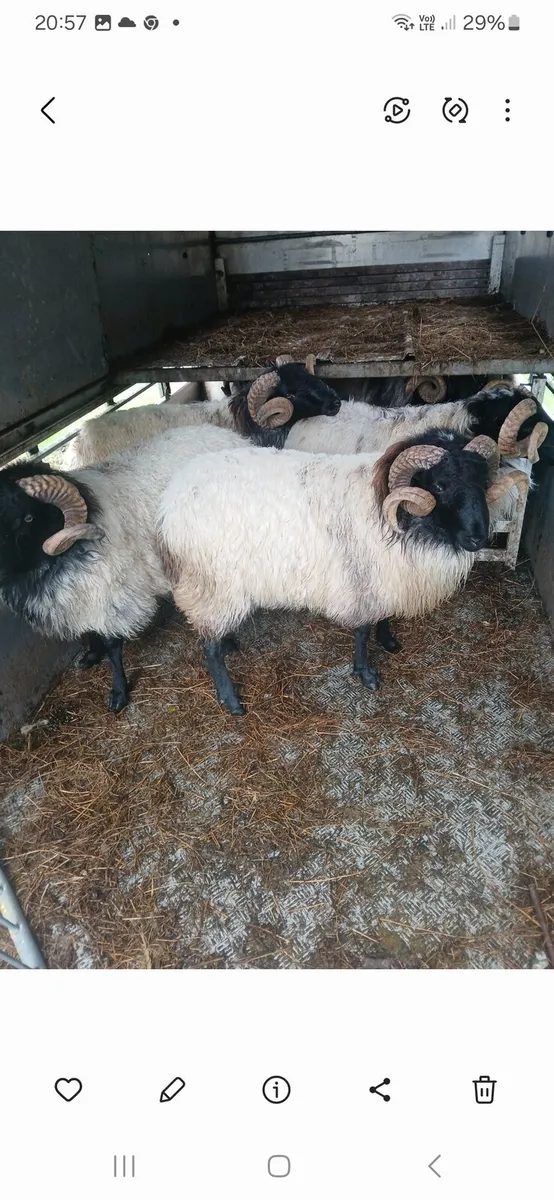 Hogget Ram's - Image 4