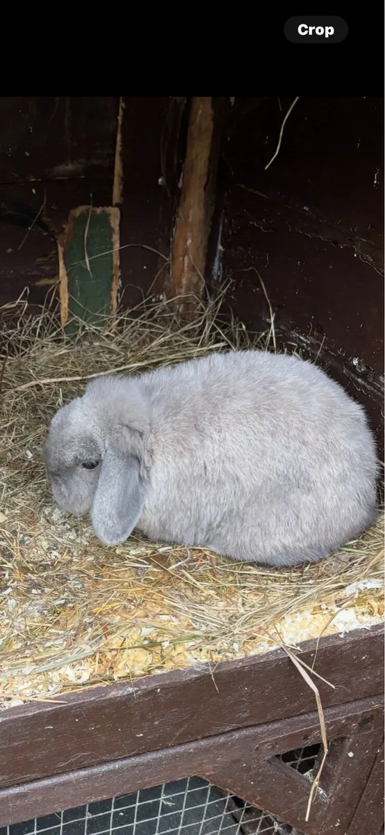 Lop ear rabbits - Image 1