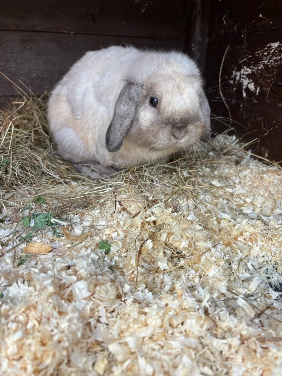 Lop ear rabbits - Image 2