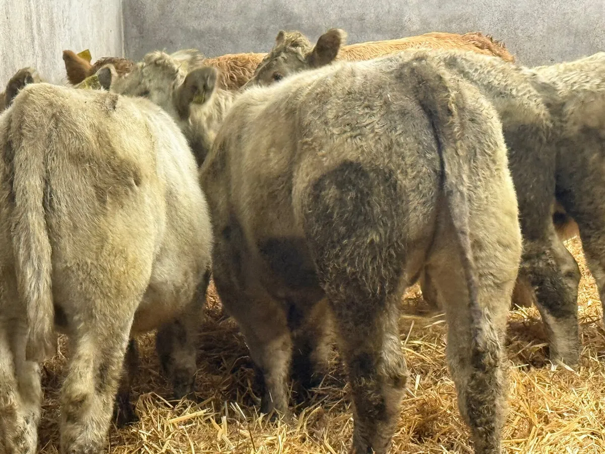 5 SUPER SUCKLER BRED CHARLAOIS WEANLINGS - Image 1