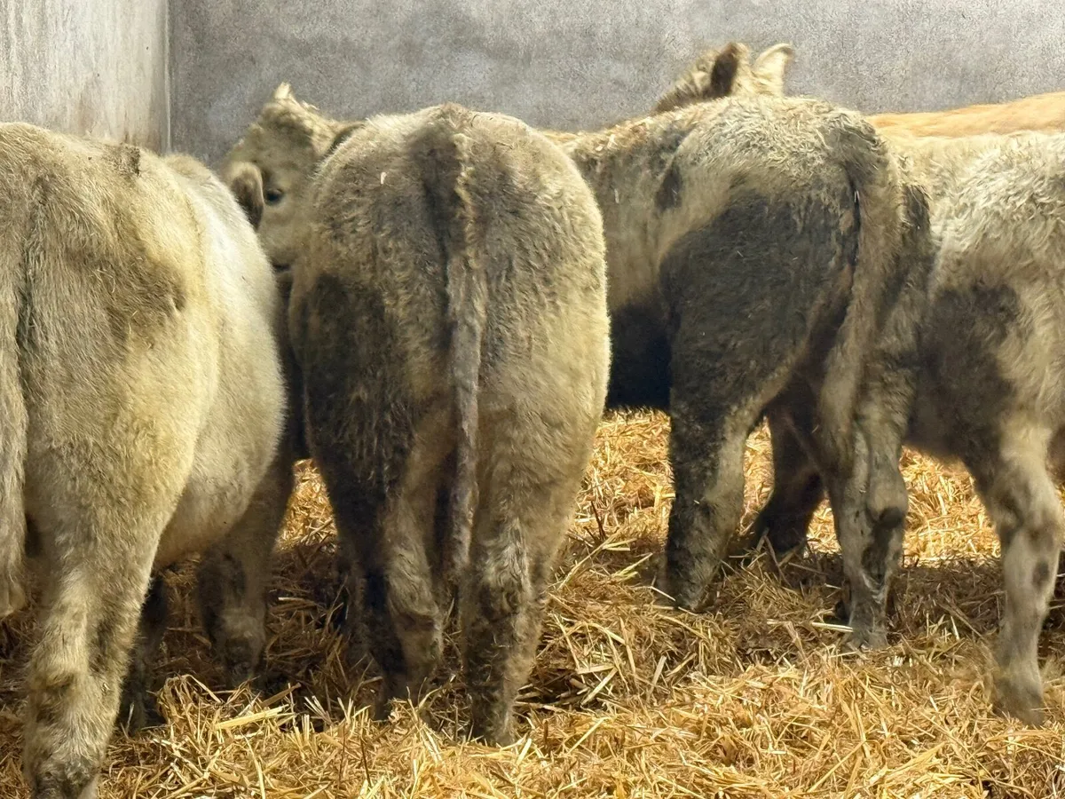 5 SUPER SUCKLER BRED CHARLAOIS WEANLINGS - Image 2