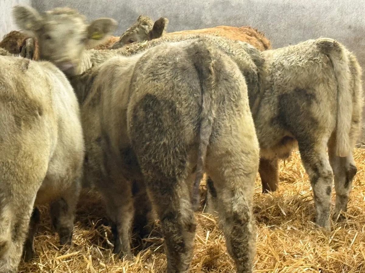 5 SUPER SUCKLER BRED CHARLAOIS WEANLINGS - Image 3